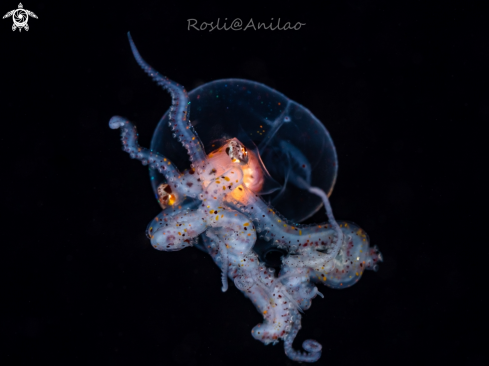 A Larval Wonderpus Octopus