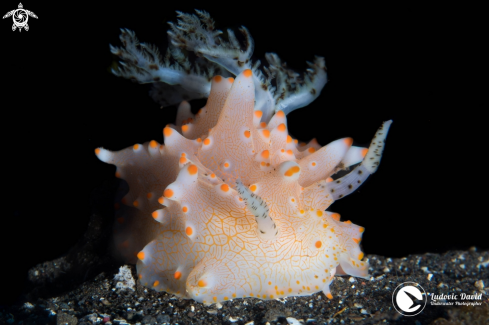 A Halgerda batangas | Batangas Halgerda Nudibranch