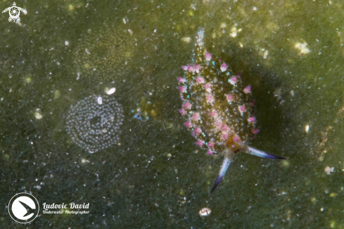 A Costasiella sp (with eggs) | Sapsucking Slug