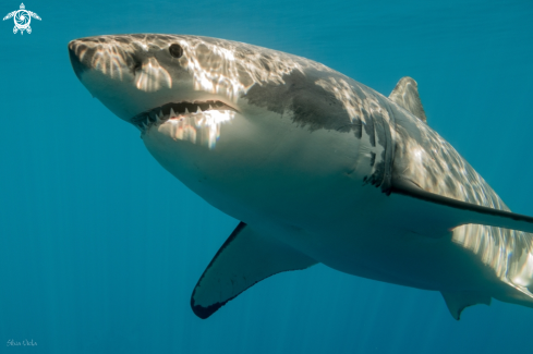 A Great White Shark