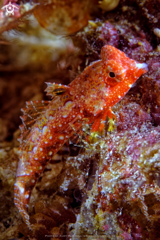 A Synchiropus morrisoni | Morrison's Dragonet