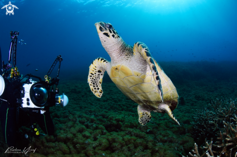 A Hawksbill Turtle