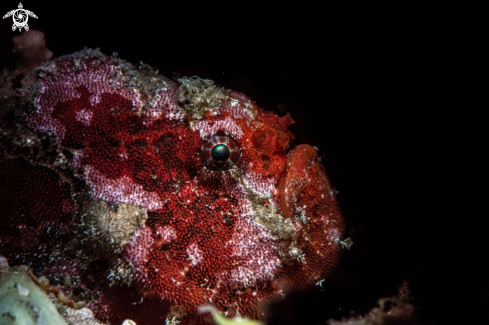 A Painted frogfish