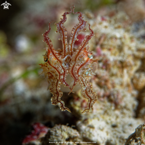 A Sepiida, Cuttlefish | Sepia