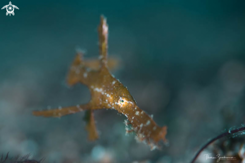 A Ghostpipefish 