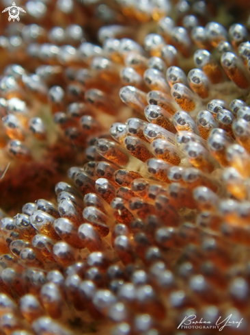 A Amphiprion perideraion Eggs | Eggs Skunk Clownfish