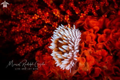 A Cape silvertip nudibranch