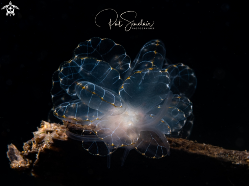 A butterfly nudi