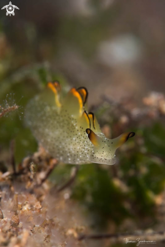 A Nudibranch 