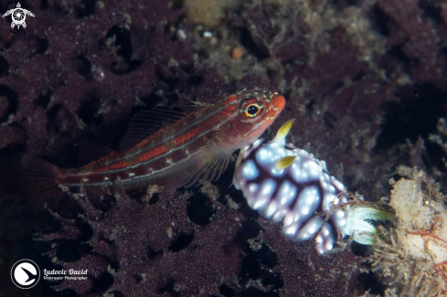 A Helcogramma striata | Striped Triplefin