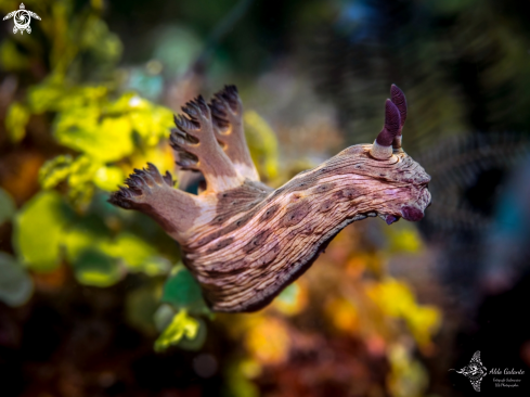 A Nudibranch