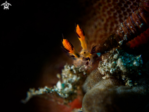 A Nudibranch