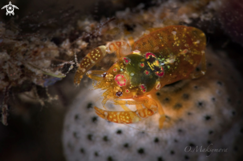 A Shrimp Odontonia katoi 