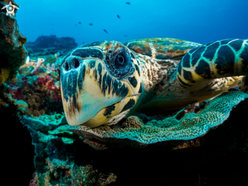 A Hawksbill Turtle