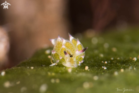 A Nudibranch 