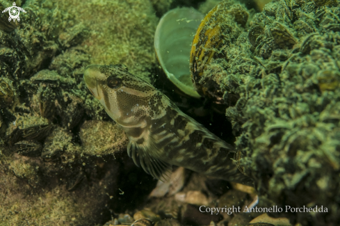 A Salaria fluviatilis | Cagnetta