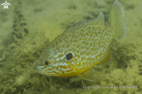 A Lepomis gibbosus | Persico Sole