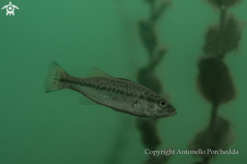 A Micropterus salmoides | Persico Trota