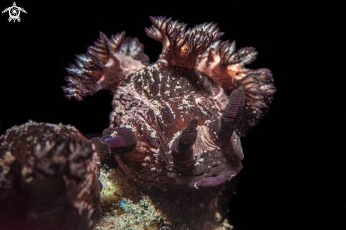 A Nembrotha mullineri