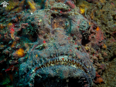 A Synanceia verrucosa   | Reef Stonefish  