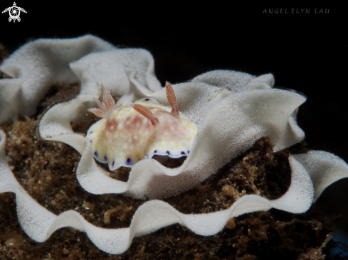 A Goniobranchus aureopurpureus | Nudi laying eggs