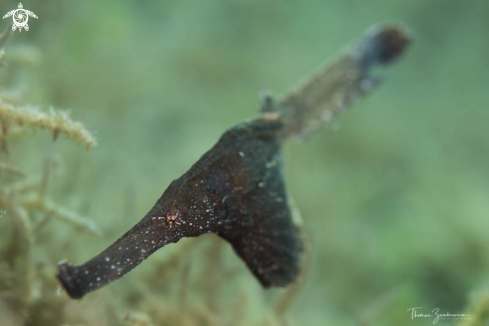 A Ghostpipefish 