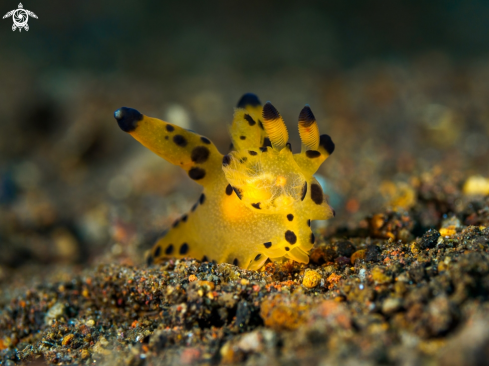 A Thecacera pacifica | Nudibranch