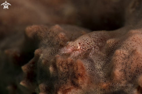 A Cryptic Sponge Shrimp (Gelastocaris paronae) 