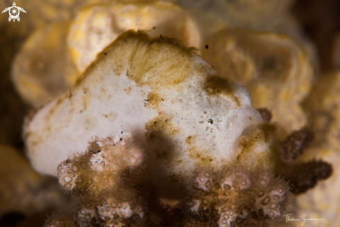 A Frogfish 