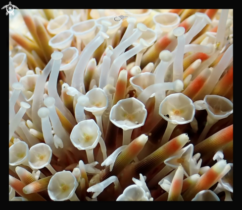 A Toxopneustes pileolus | Flower sea urchin