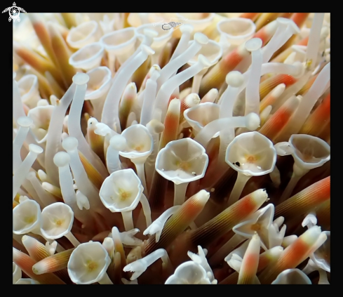 A Flower sea urchin