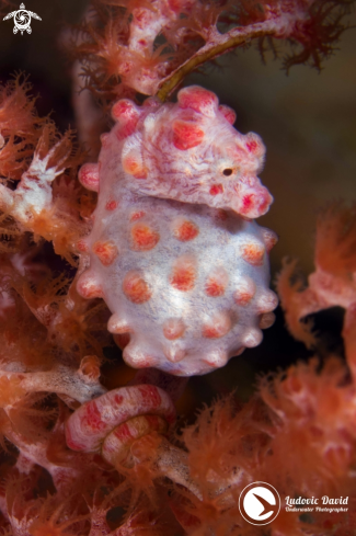 A Hippocampus bargibanti | Pygmy Seahorse