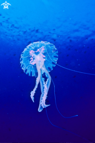 A Jellyfish