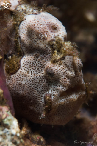 A Frogfish 