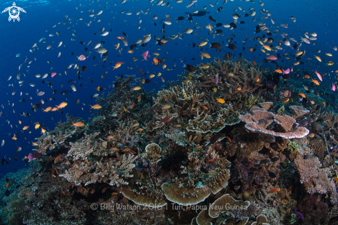 A Hard Corals