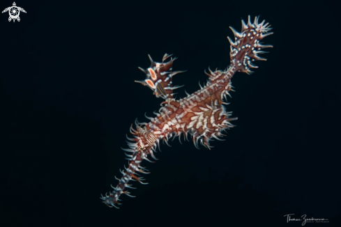 A Ghostpipefish 