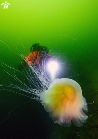 A Lions mane jelly