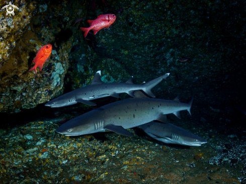 A Whitetip Reef Shark