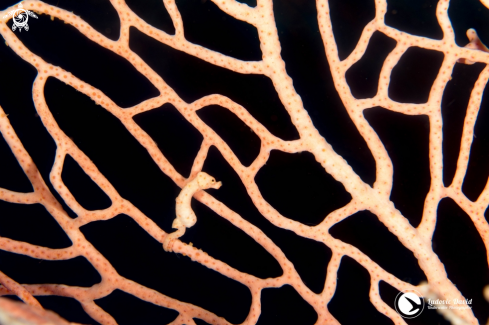 A Hippocampus denise | Denise Pygmy Seahorse