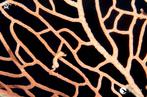 A Denise Pygmy Seahorse