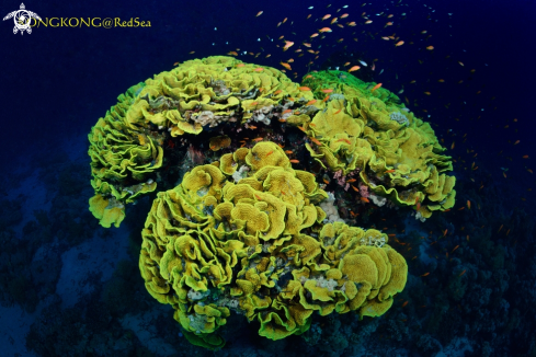 A Lettuce Leaf Coral