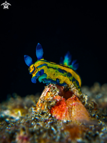 A Nudibranch