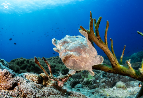 A Giant Frogfish