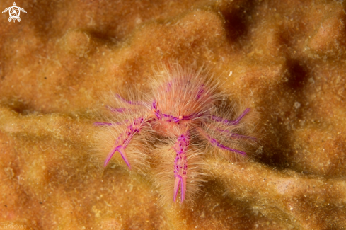 A Lauriea siagiani | Hairy Squat Lobster