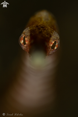 A Syngnathinae | Pipefish