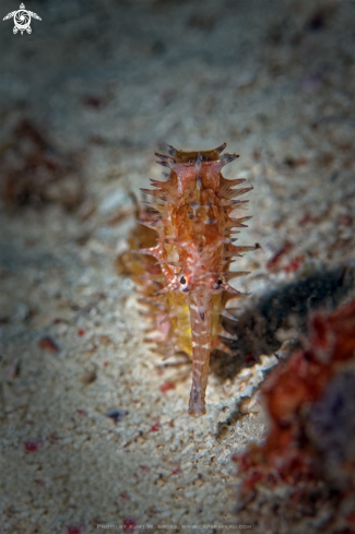 A Seahorse