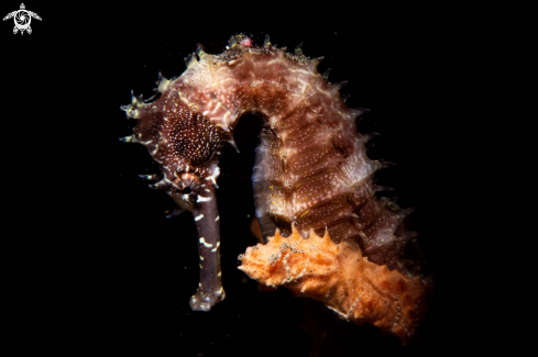 A Thorny Sea Horse