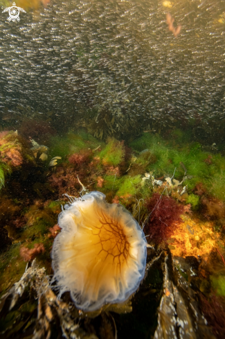 A Lions mane jelly