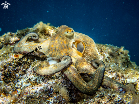 A Octopus vulgaris | Poulpe