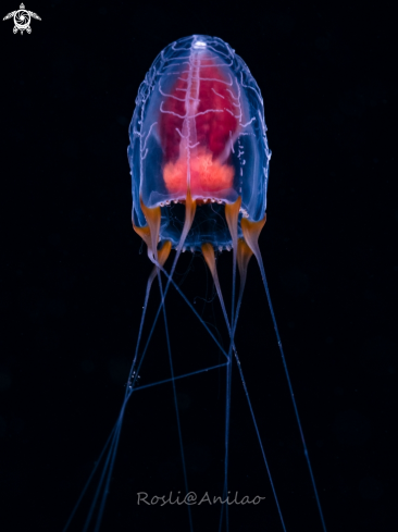 A Juvenile Jellyfish